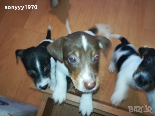 ДЖАКОВЕ-БЕБЕТА Х 250ЛВ ЗА БРОЙ 2109251816