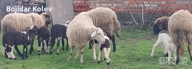Продавам овце с агнета, снимка 3 - Овце - 53922787