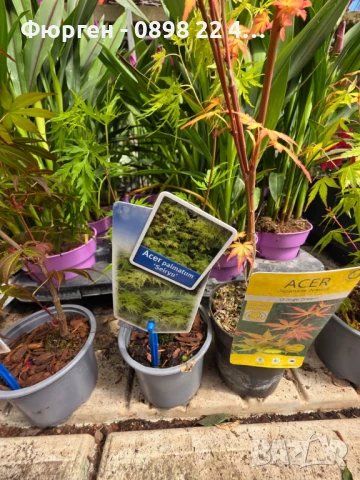 Японски клен - Ацер - Acer palmatum 'Seiryu', снимка 3 - Разсади - 50609678