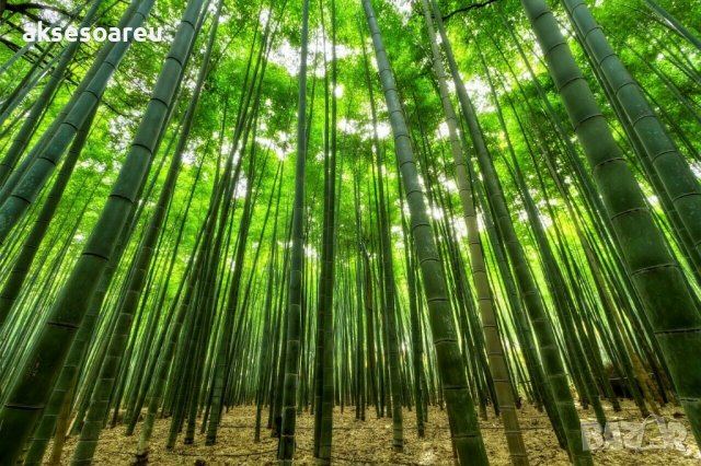 100 броя бамбукови семена от декоративен бамбук Moso Bamboo зелен МОСО БАМБО за декорация и украса b, снимка 12 - Сортови семена и луковици - 37711514