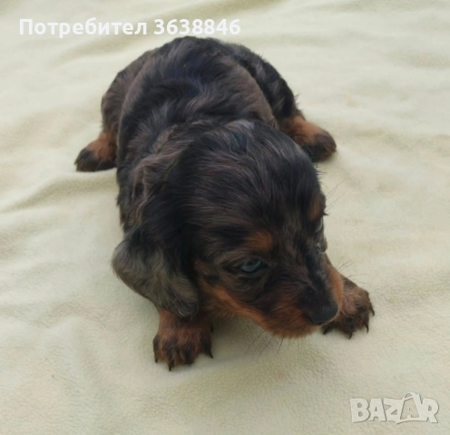 дакел мини, снимка 2 - Дакели - 51704765