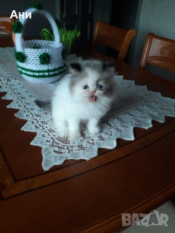 УНИКАЛНО КОТЕНЦЕ МЕЧТА ., снимка 4 - Чинчили - 53956392