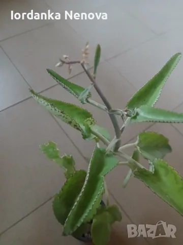 Каланхое лечебно, снимка 4 - Стайни растения - 38181583