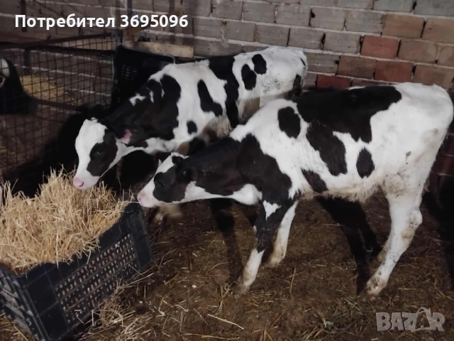 Телета, снимка 1