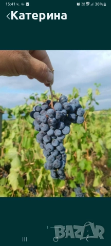 Грозде сорт Мерло 1,45 лв/кг с безплатно мелене и отделяне на чепките , снимка 1