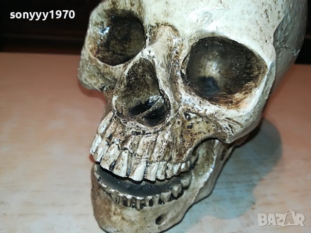 ЧЕРЕП ОТ ГЕРМАНИЯ 3112222029, снимка 9 - Антикварни и старинни предмети - 39152242