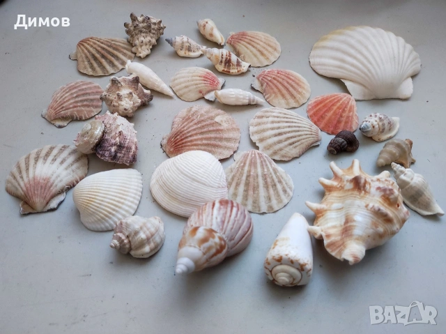 Лот раковина рапан мида декорация аквариум