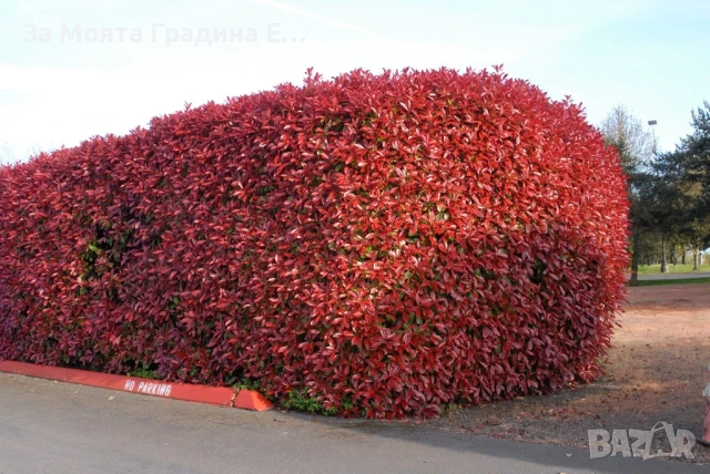 Фотиния за жив плет 2вида , снимка 3 - Градински цветя и растения - 54020526