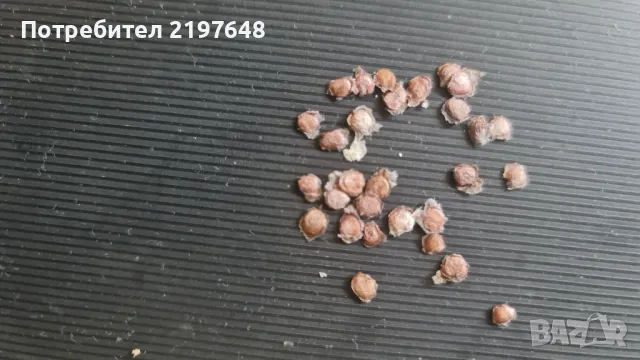 Семена от Тамарило ( доматено дърво), снимка 2 - Сортови семена и луковици - 49991216