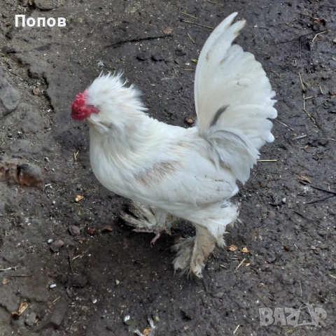 Продавам джинки, снимка 5 - други­ - 52724850