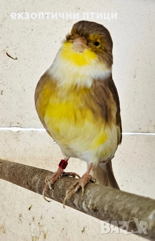 Продавам женски Глостер 