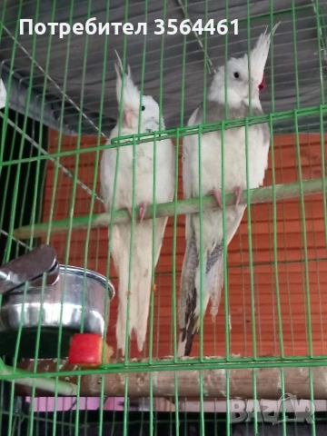 Корели-чифт: белолики "Албино" продавам , снимка 2 - Папагали - 52410976