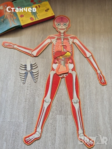 Прочети и сглоби! Човешкото тяло, снимка 4 - Игри и пъзели - 51496902