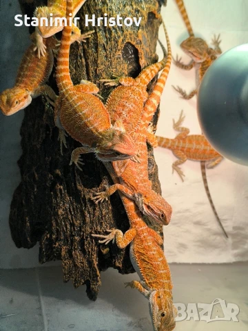 Брадата агама, снимка 1