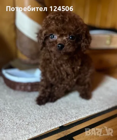 Той пудел teacup за разплод , снимка 3 - Търси партньор - 49019035