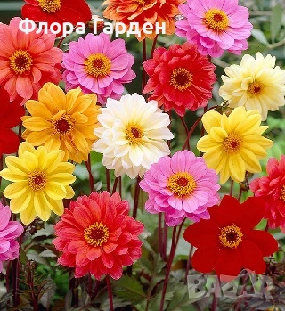 БЕГОНИЯ и ДАЛИЯ - Грудки - 20 % от посочените цени