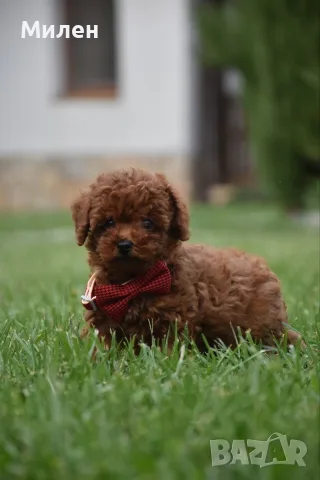 Той пудел Toy poodle