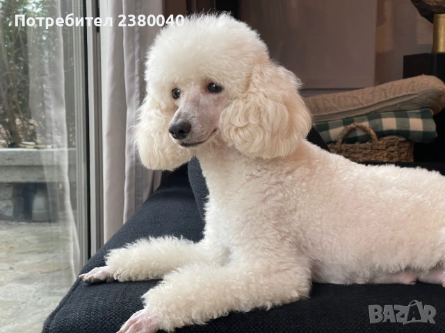 Мини пудели, женски, снимка 2 - Пудели - 53940833