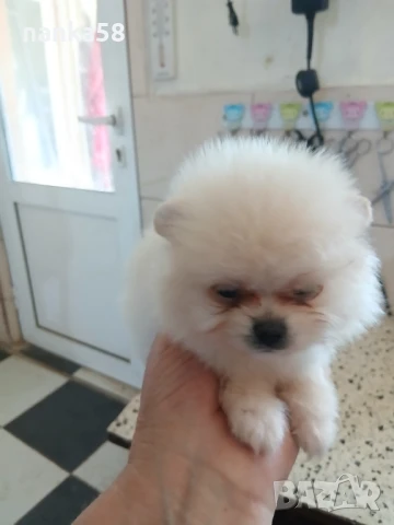 Продавам померани, снимка 2 - Померан - 51088714