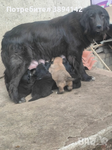 каракачански кученца 