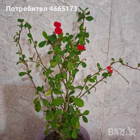 Исусов Венец Цвете