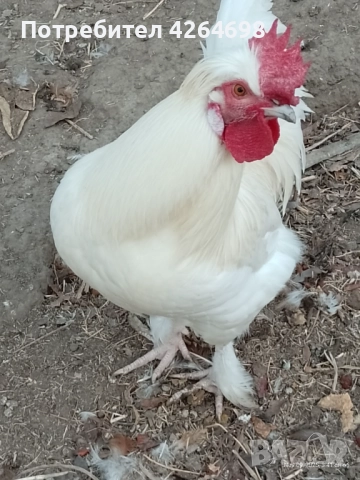 Гургутки и петлета, снимка 8 - други­ - 50966710