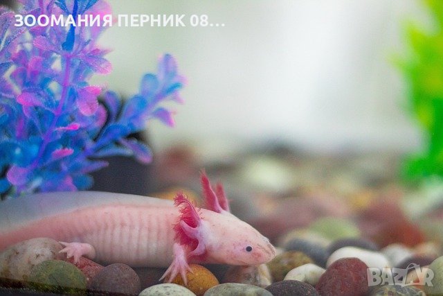 Аксолотъл - Перник Axolotl , снимка 3 - Други - 44192047