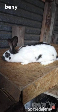 Продавам зайци за разплод и за клане, снимка 5 - Други - 52875292