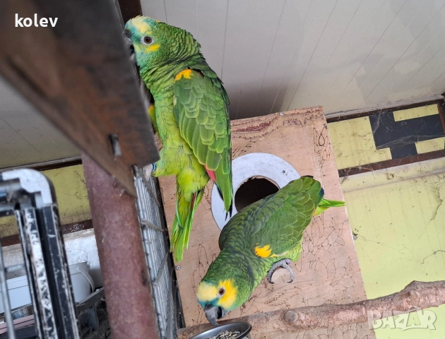 Папагали Синьочела амазона/бебета, снимка 6 - Папагали - 54095247