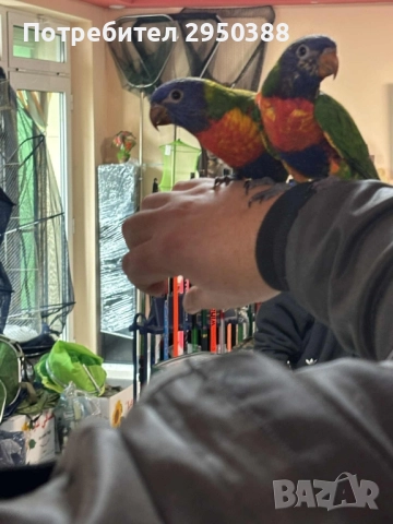 Папагали многоцветно лори млади, снимка 2 - Папагали - 52434280