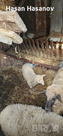 5 офце 4 агнета едната офца е бременна , снимка 3 - Други животни - 53302693