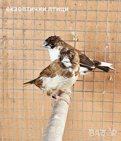 Двойка Японски Амадини , снимка 3 - Амадини - 54139014