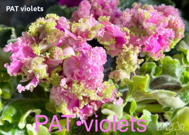 Saintpaulia Сейнтполия Сентполия African Violet Aфриканска теменужка стайна теменужка Фiалка