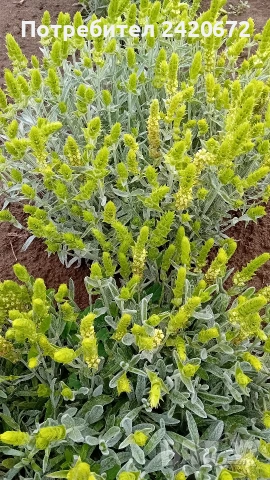 био мурсалски чай на едро и дребно, снимка 6 - Други - 53324891