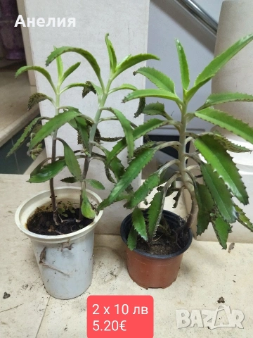 Лечебно цъфтящо каланхое, снимка 6 - Стайни растения - 53215069