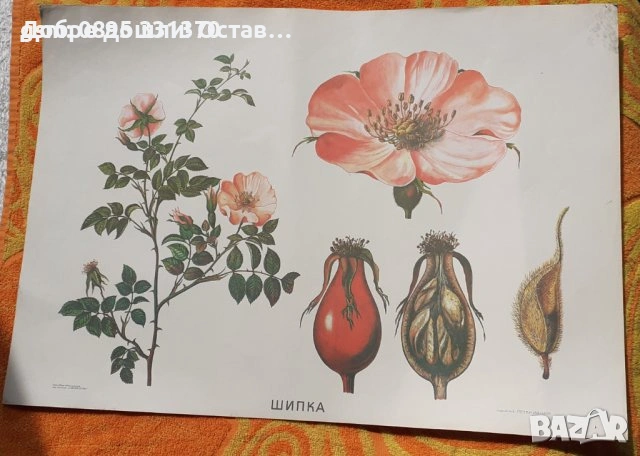 стар постери: червена шапчица и Снежанка и седемте джуджета, Глухарче Круша Лайка Липа Муха Пчела , снимка 6 - Други - 36985288