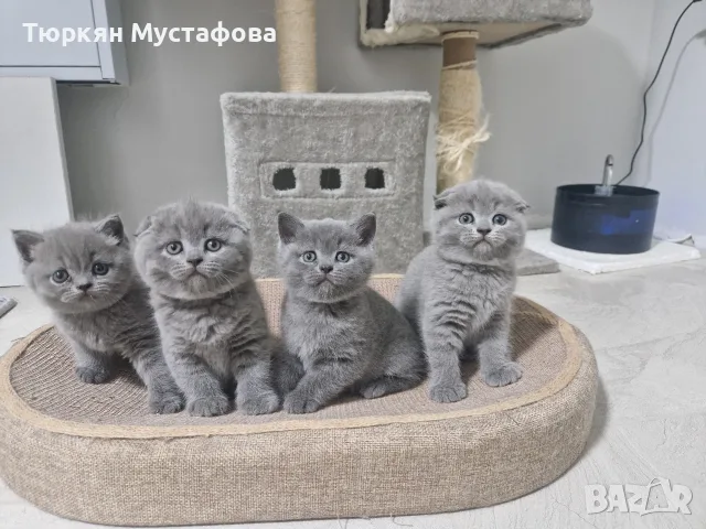 Шотландски и британси котета