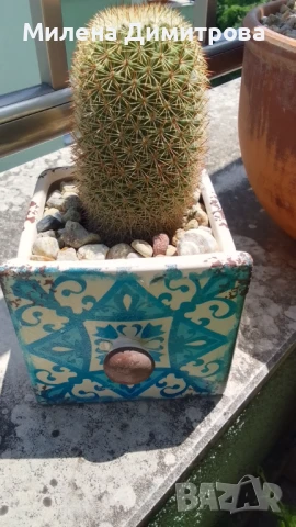 Кактус Мамилария, снимка 7 - Стайни растения - 50819984