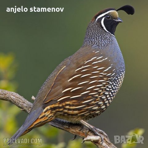 Калифорнийски пъдпъдъци, снимка 2 - други­ - 38266942