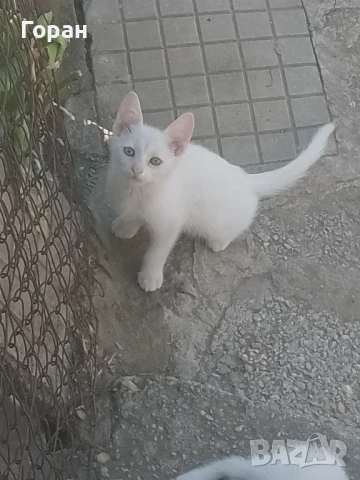 Подарявам малки котета , снимка 2 - Други - 50831081