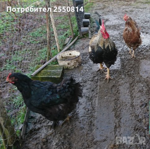 Оплодени яйца от породисти Катунски кокошки, снимка 18 - Кокошки и пуйки - 27672918