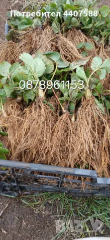 Разсад ягоди целогодишни , снимка 10 - Разсади - 49716826