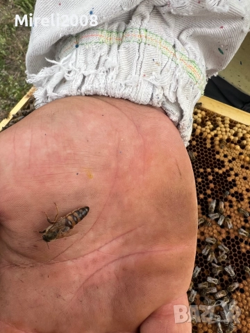 Пчелни майки и отводки, снимка 3 - За пчели - 52980496