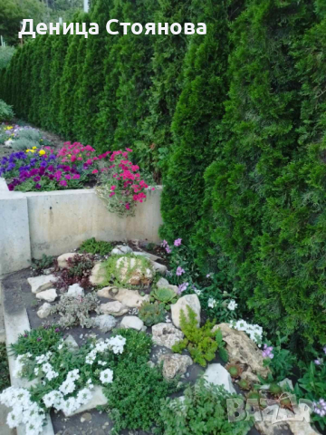 Продавам Западна Туя Смарагд , снимка 7 - Градински цветя и растения - 37921377