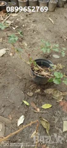 Пълзяща къпина Creeping Bramble, снимка 3 - Разсади - 48158768