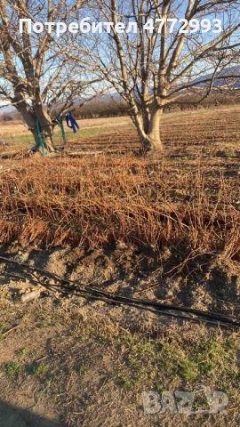 Разсад малини, снимка 3 - Разсади - 53926524