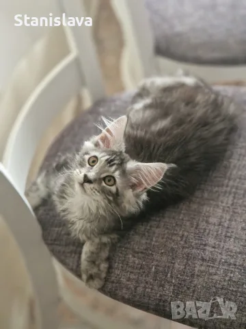 котенца Мейн Куун, снимка 18 - Мейн кун - 55670869