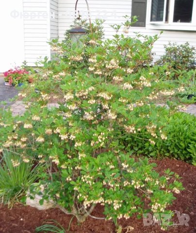 Енкиантус/ Enkianthus Campanulatus, снимка 3 - Разсади - 40314715