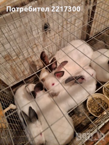 Продавам калифорнийски зайци, снимка 7 - Други животни - 38399540
