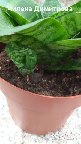 Сансевиера 2 вида / Sansevieria Hahnii/Sansevieria trifasciata  , снимка 4 - Стайни растения - 50819879